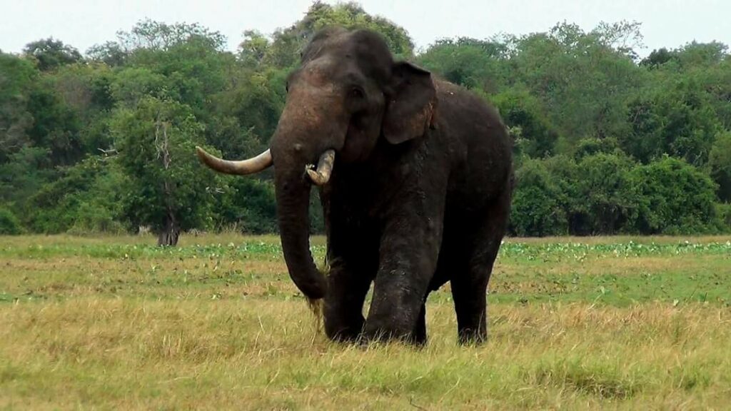 අග්බෝ ගැන පූර්ණ සමාලෝචනයක් සිදුවෙයි