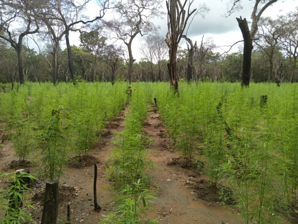 යාල රක්ෂිතය තුළ අක්කර පහක ගංජා හේනක් හමුදාව සහා පොලීසිය එක්ව වටලයි