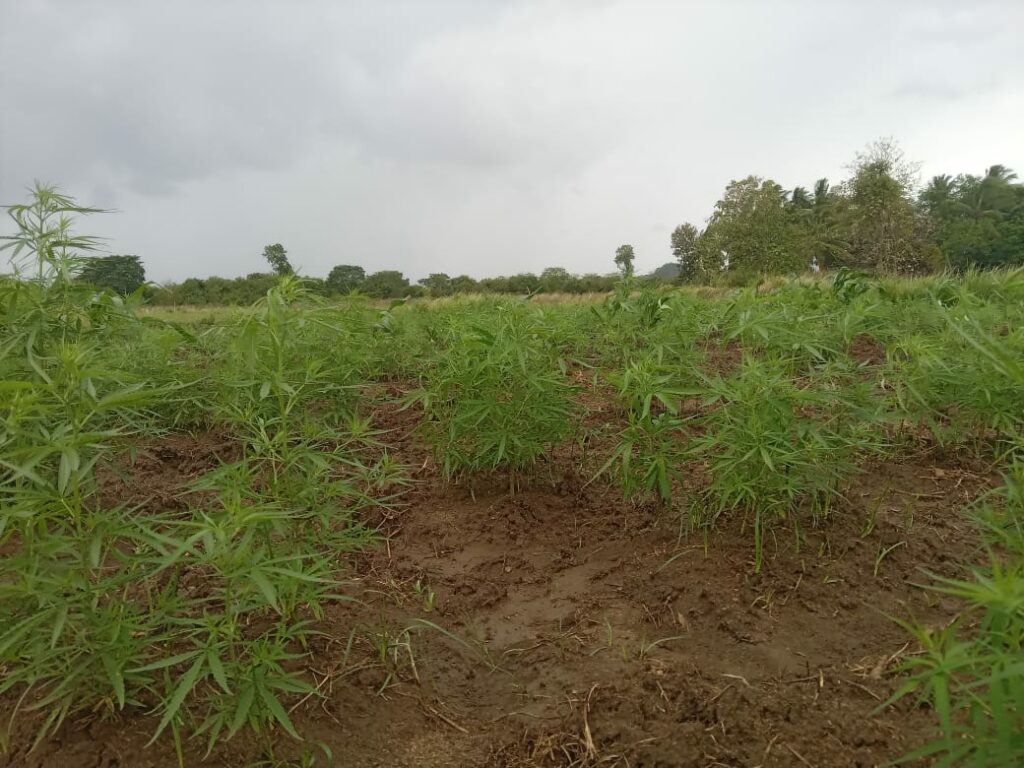 හමුදා බුද්ධි තොරතුරකට ගංජා හේනක් වටලයි.