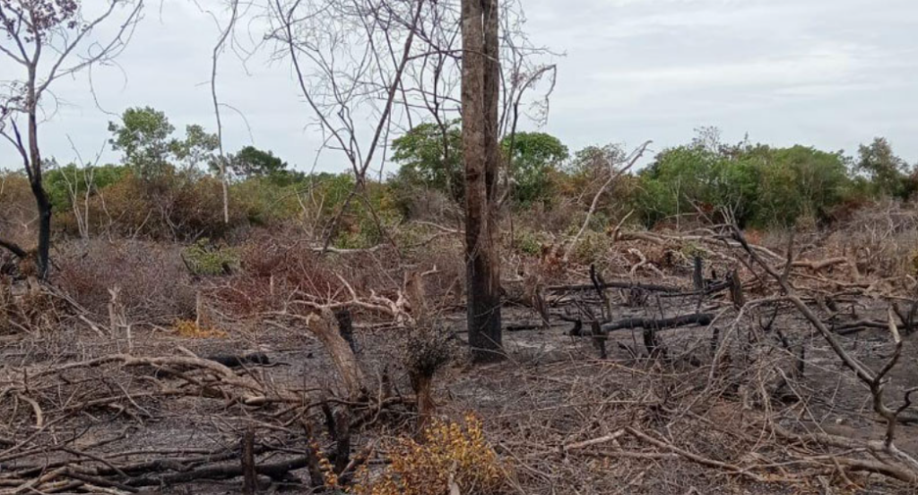 ජල ගැලුම් නිම්නයේ වන සංහාරයක්