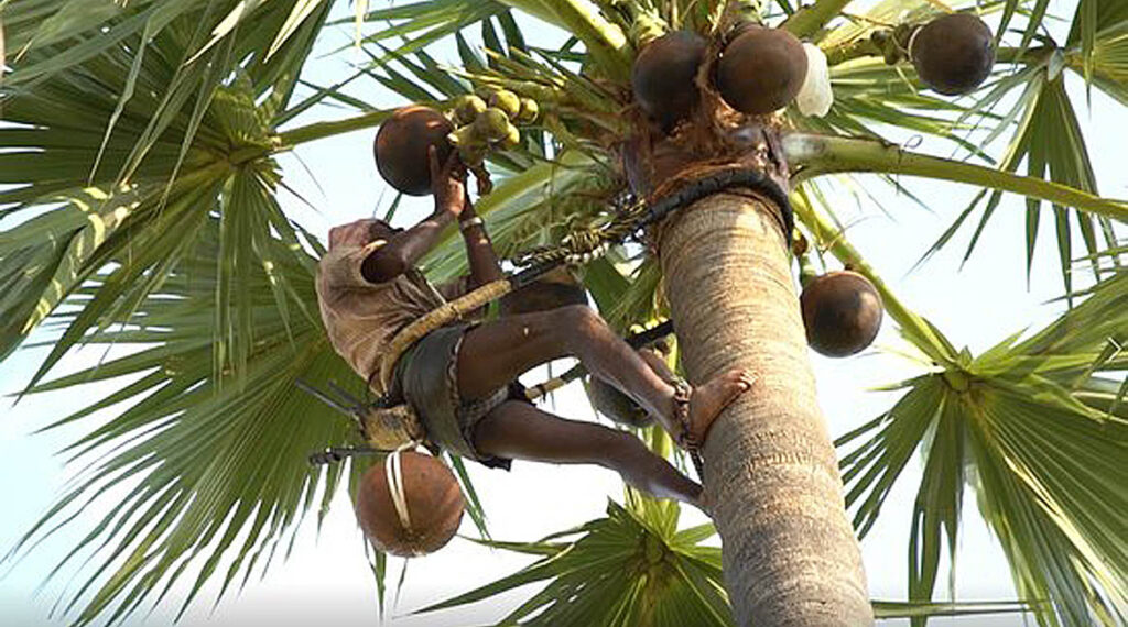 තල් විකුණා කප් ගහලා