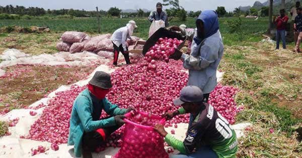 ලොකු ලූනු ගොවියා වළපල්ලට