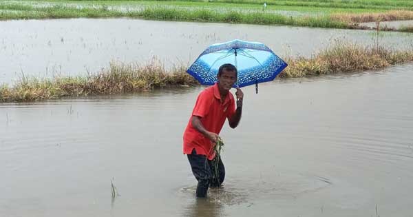 රතඹලා ඔය පිටාර ගලා ගොයම විනාශ වෙලා