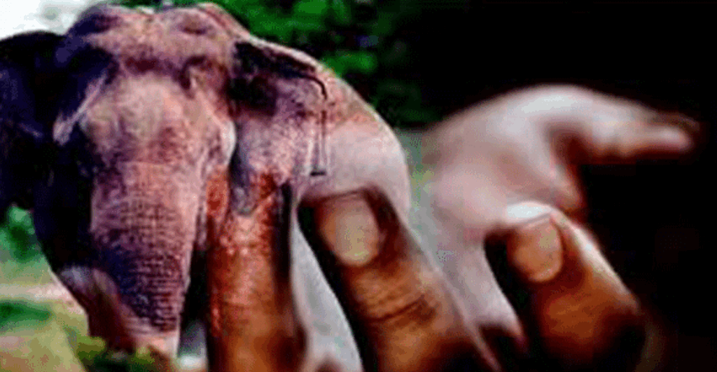 අලි ප්රහාරයන් බිරිය මරුට සැමියා රෝහලට