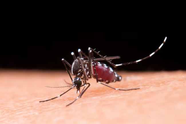 ඩෙංගු රෝගීන් සංඛ්යාව 75,000 ඉක්මවයි