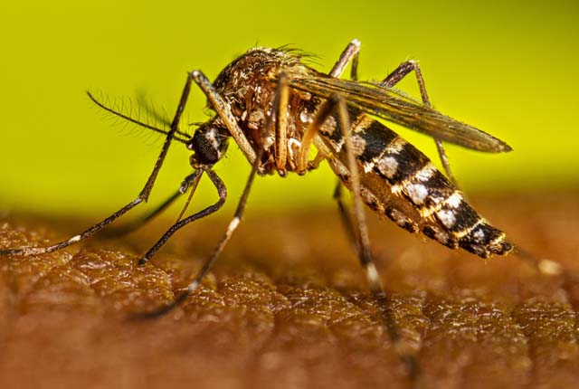 ඩෙංගු මරණ 71 දක්වා ඉහළට