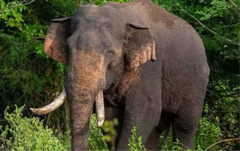 අග්බෝ ගැන සංසරණයවන පුවත ගැන වනජීවියෙන් දැනුම්දීමක්